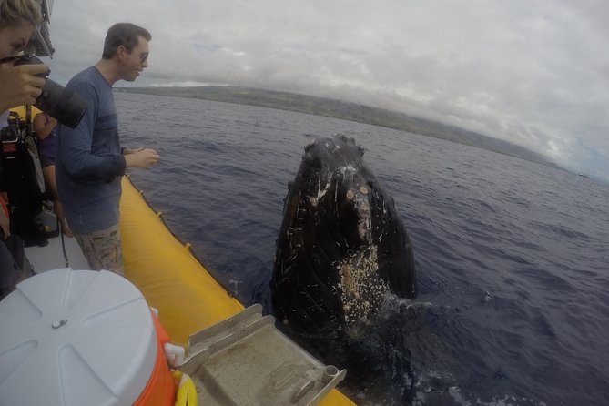 VIP (12 Guests ONLY) Ultimate Whale Watch - Booking timing and weather rules