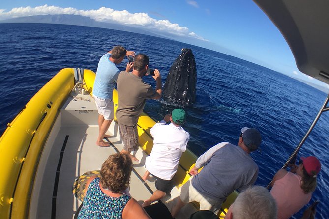 VIP (12 Guests ONLY) Ultimate Whale Watch - Should you book the Ultimate Whale Watch?