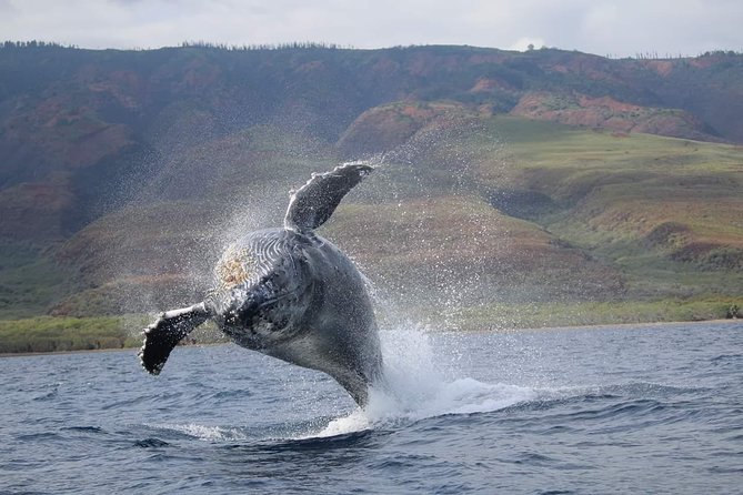 VIP (12 Guests ONLY) Ultimate Whale Watch - The hydrophone makes the experience more than a photo stop