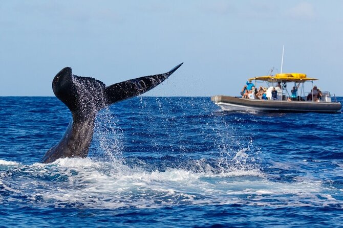VIP Premiere Whale Watch Kaanapali Beach MAX 12 PASSENGERS - The $129 price and what you receive