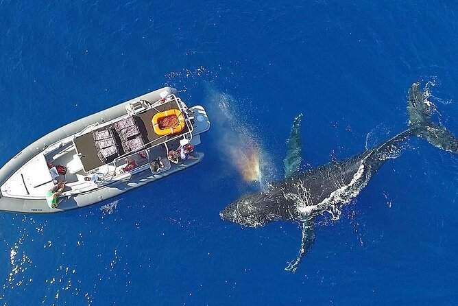 VIP Premiere Whale Watch Kaanapali Beach MAX 12 PASSENGERS - Who will enjoy this Maui whale watch