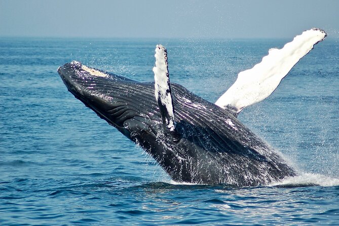 VIP Premiere Whale Watch Kaanapali Beach MAX 12 PASSENGERS - Comfort, motion, and what to bring
