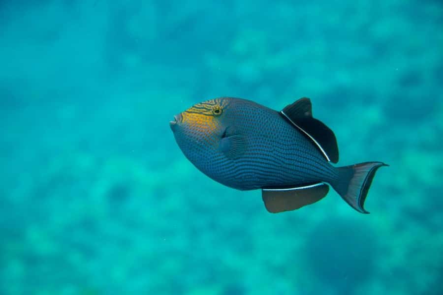 Wailea-Makina: Sea Caves, Molokini Snorkel & Turtle Town - Why this is not just another Molokini trip