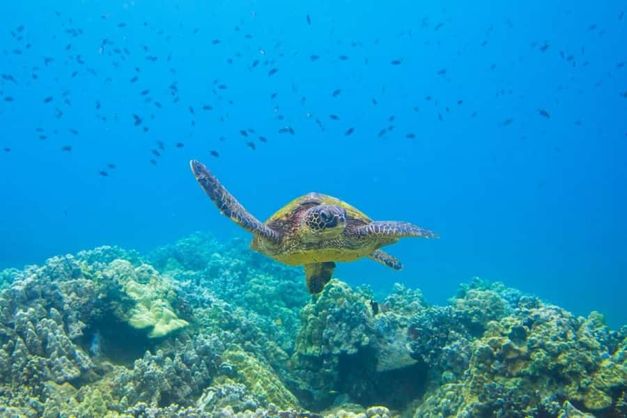 Wailea-Makina: Sea Caves, Molokini Snorkel & Turtle Town - The outer reef and the 200-foot drop