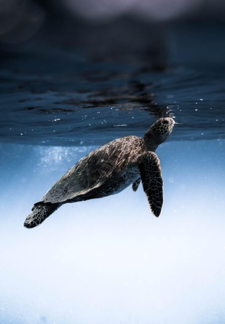 Wailea: Turtle Town Snorkeling Trip with Photo and Video - Key points at a glance