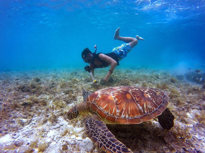 Wailea: Turtle Town Snorkeling Trip with Photo and Video - Why the small group changes the experience