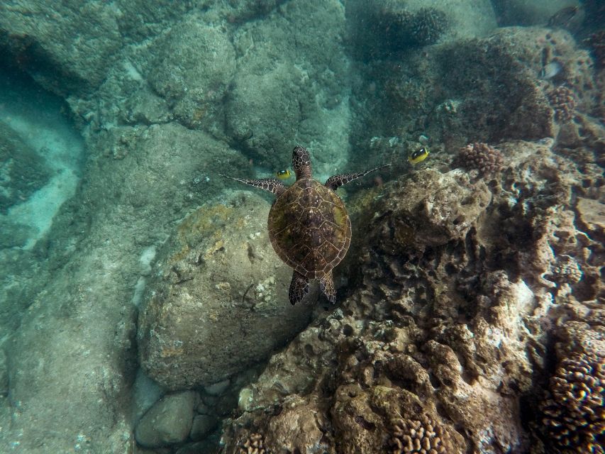 Wailea: Turtle Town Snorkeling Trip with Photo and Video - Who should book this Wailea snorkeling trip?