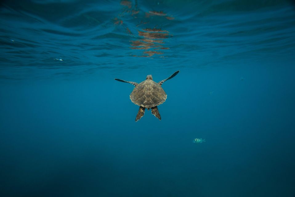 Wailea: Turtle Town Snorkeling Trip with Photo and Video - A short setup, then into the water