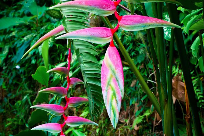 Waterfall, #1 On The Road to Hana, With Chocolate tour Historical - Guides make the difference