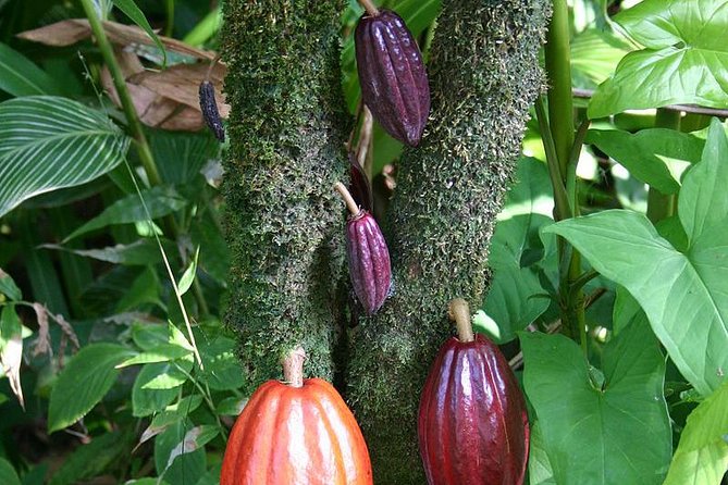 Waterfall, Rainforest, Chocolate Tour & Historical Sites - Seeing the old royal garden and ruins