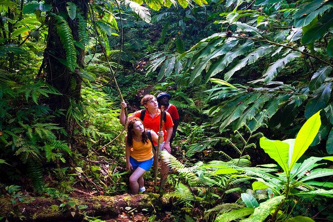 Waterfall, Rainforest, Chocolate Tour & Historical Sites - What the private guide adds