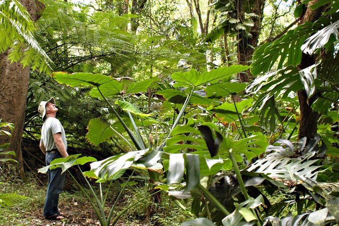 Waterfall & Rainforest Hiking Adventure with Hotel Pickup - Key points to know before you book