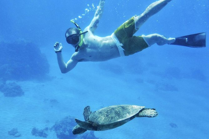 West Maui Half Day Snorkel from Ka’anapali Beach - What You Can See Underwater