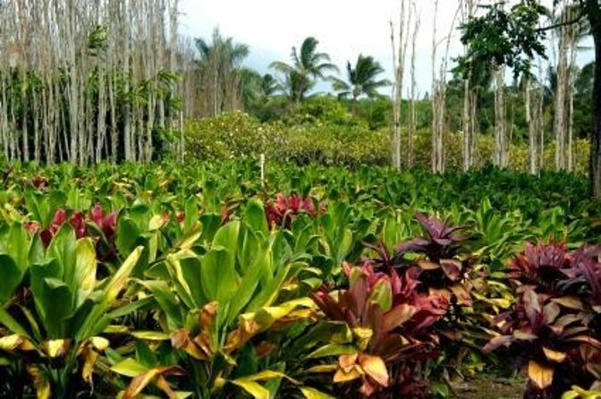 West Maui Self-Guided Audio Tour - Five things to know before you go
