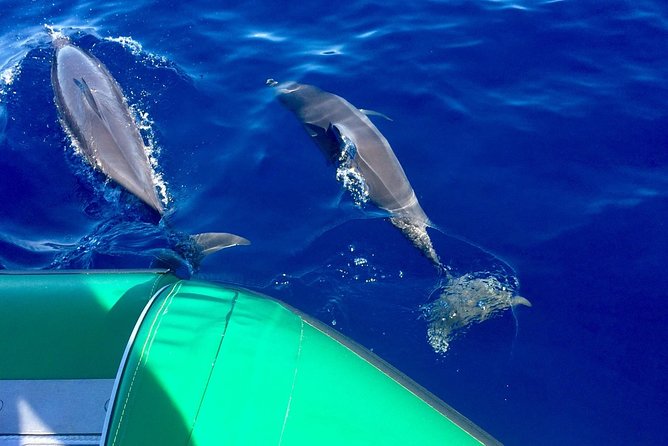 West Maui Snorkeling Experience by Boat from Ka'anapali - Key points to know before you book