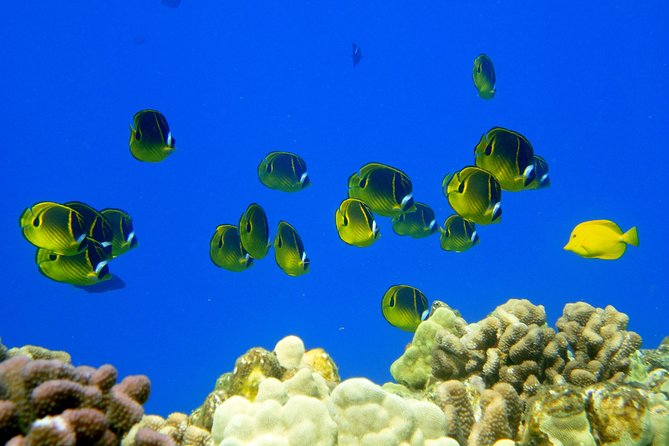 West Maui Snorkeling Experience by Boat from Ka'anapali - Breakfast, lunch, and the practical comforts