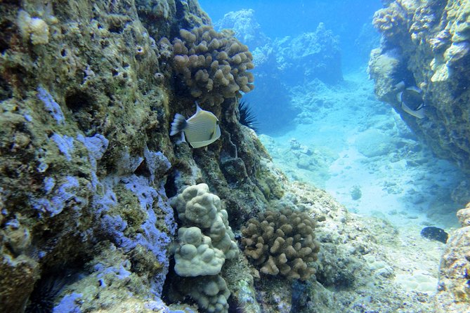 West Maui Snorkeling Experience by Boat from Ka'anapali - Honolua Bay and the value of a flexible second stop