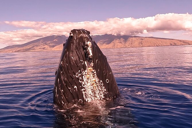 West Maui Sunset Whale Watch - A 20-person boat changes the whale-watching experience