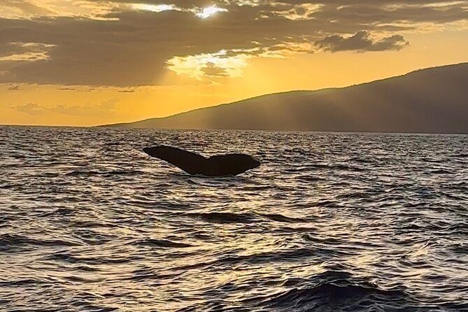 West Maui Sunset Whale Watch - Whale behavior is the real measure of value