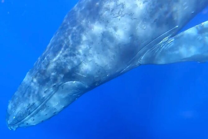 Whale Watch and Scenic Tour from Kayak - Whale watching from December through April