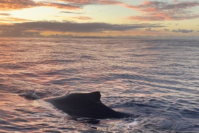 Whale Watch and Scenic Tour from Kayak - What is included, and what you should bring