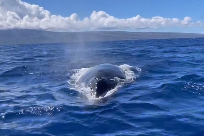 Whale Watch and Scenic Tour from Kayak - Is the tour good value?