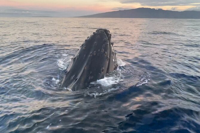 Whale Watch and Scenic Tour from Kayak - Pedaling along the West Maui coast