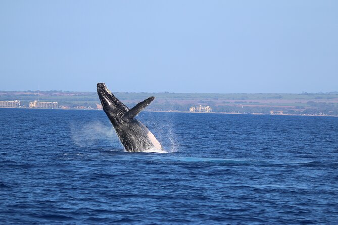 Whale Watch and Turtles Snorkel - Who gets the best value from $138