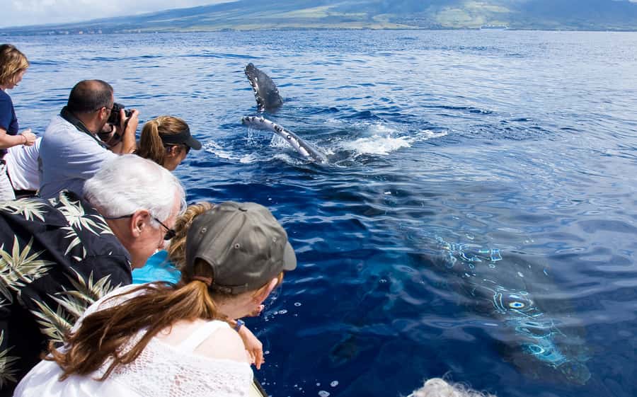 Whale Watch Sail Ma'alaea - Key points at a glance