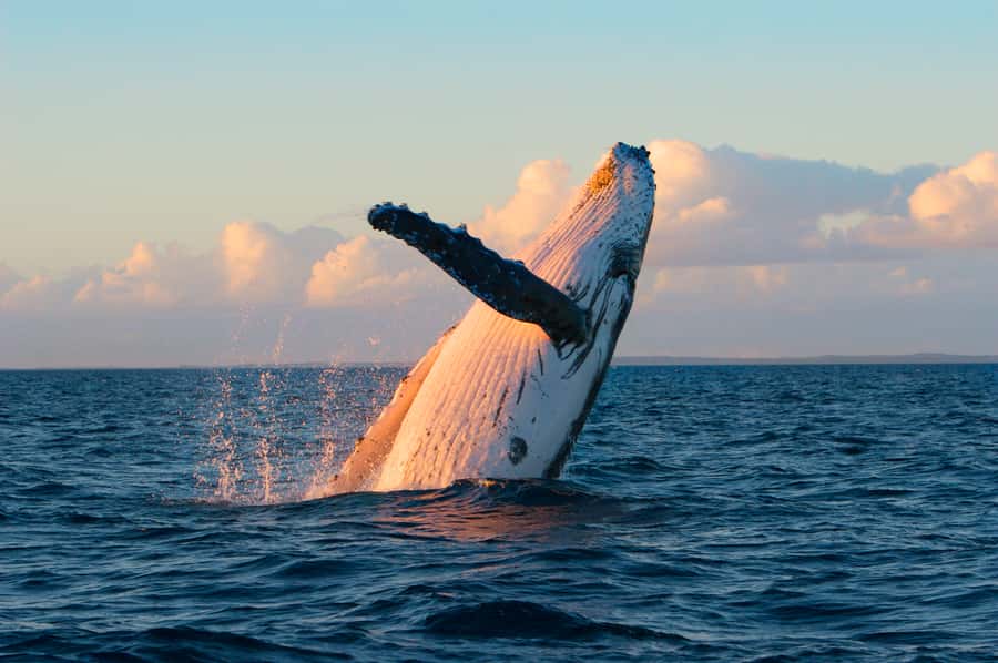 Whale Watch Sail Ma'alaea - Meeting Ocean Spirit beside Maui Ocean Center