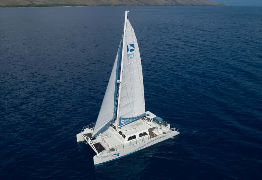 Whale Watch Sail Ma'alaea - Humpbacks, mothers, calves, and competition pods