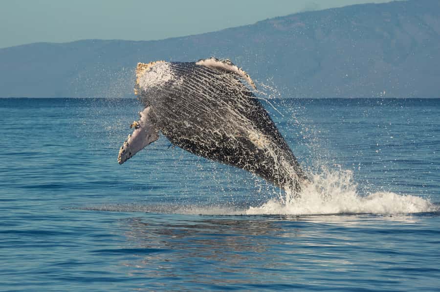 Whale Watch Sail Ma'alaea - A marine naturalist instead of a silent boat ride
