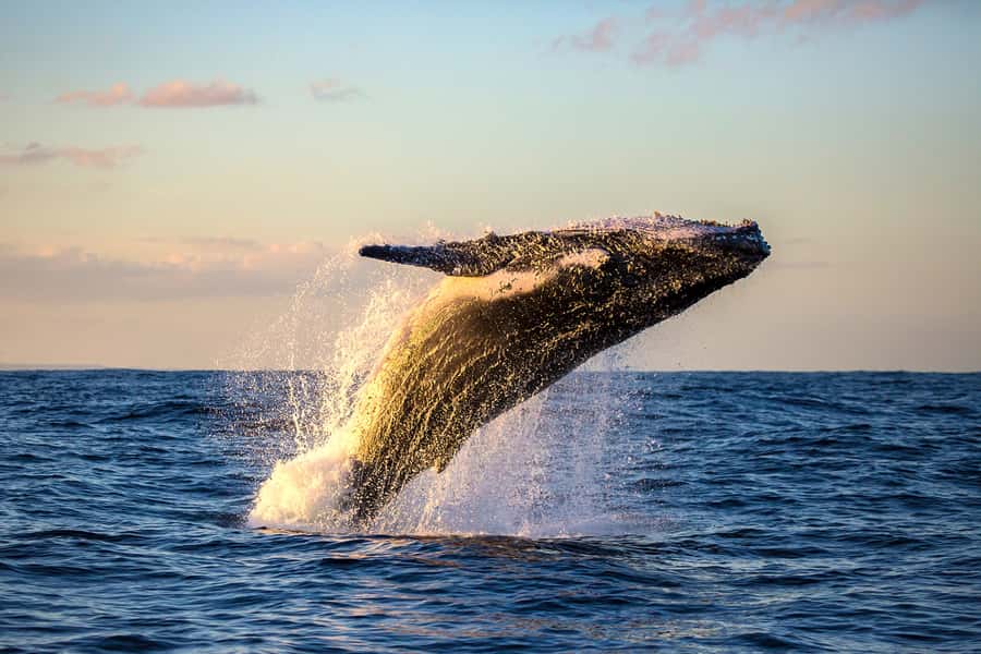 Whale Watch Sail Ma'alaea - A boat suited to watching, not just transporting