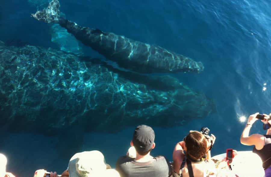 Whale Watch Sail Ma'alaea - The $111 price and what you receive