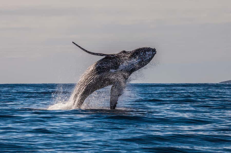 Whale Watch Sail Ma'alaea - Who will get the most from this cruise