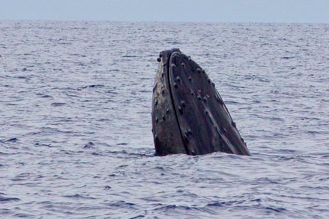 Whale Watching Experience - Why the small boat changes whale watching