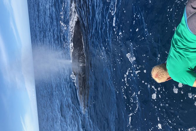 Whale Watching Experience - The first minutes: finding whales off Maui
