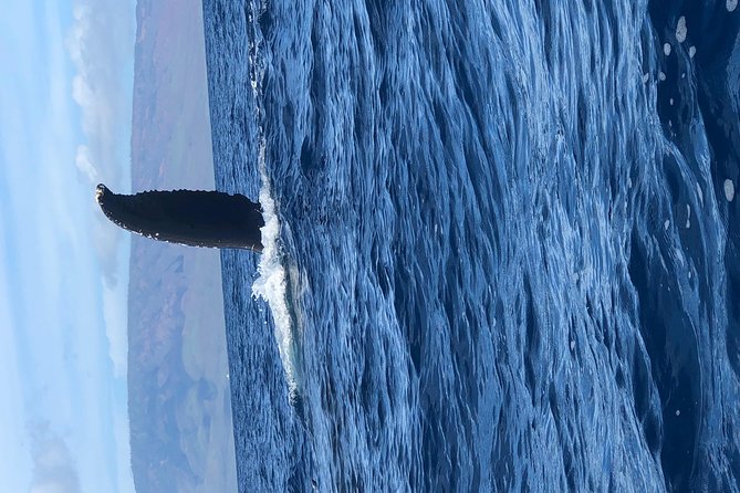 Whale Watching Experience - What a close encounter can look like