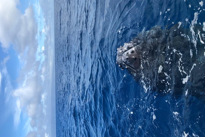 Whale Watching Experience - Respecting the animals while getting close