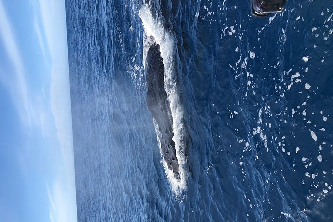 Whale Watching Experience - A two-hour itinerary with little wasted time