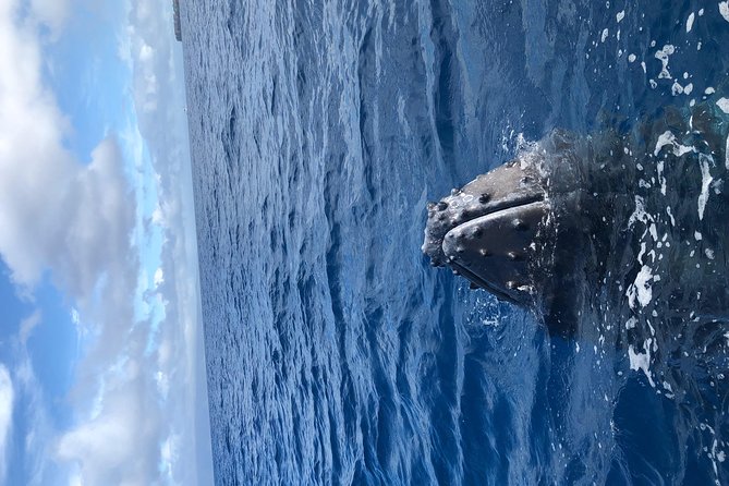 Whale Watching Experience - Price and the value of a small group