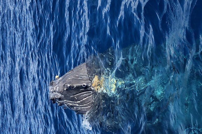 Whale Watching Experience - Weather, spray, and motion sickness