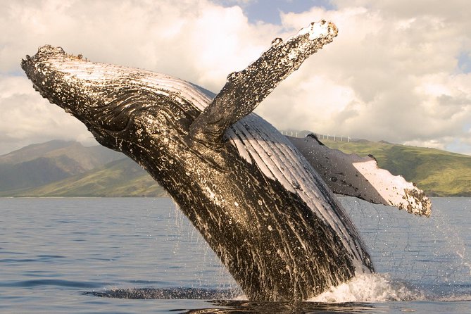 Whale Watching from Ma'alaea Harbor - Maalaea Harbor and the two-hour search
