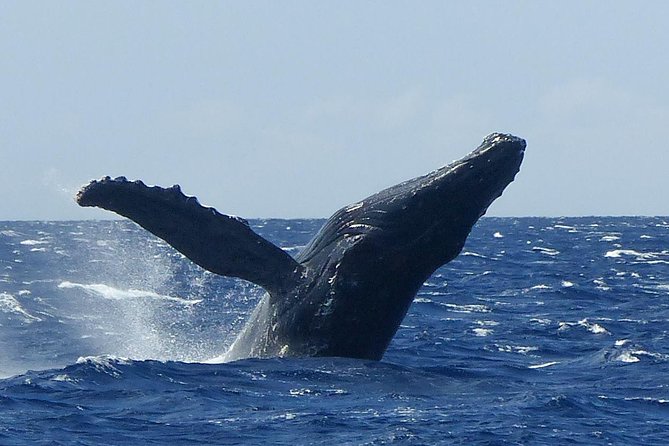 Whale Watching from Ma'alaea Harbor - Listening to whale songs through hydrophones