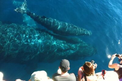 Whale Watching from Ma’alaea Harbor