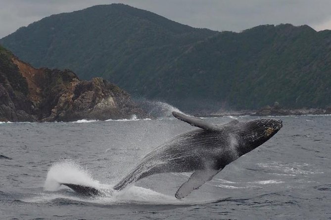 Whale Watching from Ma'alaea Harbor - The atmosphere on board