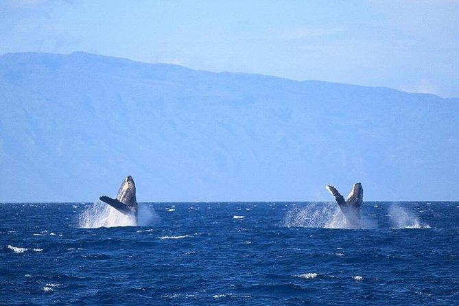 Whale Watching from Ma'alaea Harbor - The Maui Ocean Center stop