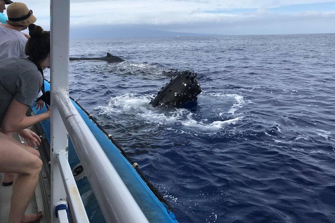 Whale Watching from Ma'alaea Harbor - Is $82.65 a fair price?
