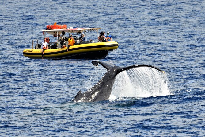 Whale Watching Maui: 2-Hour Small Group Raft Tour from Lahaina - Key points at a glance