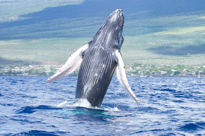 Whale Watching Tour on a Charming Hawaiian Catamaran From Maalaea - Why the Winona Makes Whale Watching Feel Personal